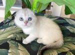 Scottish  Fold  White Color  Point  Female - Scottish Fold Kitten For Sale - Orlando, FL, US