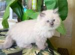 Ragdoll   Female - Ragdoll Kitten For Sale - Orlando, FL, US