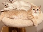 Soni - Scottish Straight Kitten For Sale - Bergenfield, NJ, US