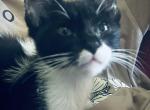 Firecracker - Domestic Kitten For Adoption - Northport, AL, US