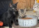 Beautiful Black Kitten Friend - American Shorthair Kitten For Sale - 