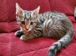 Polosatka - Domestic Kitten For Sale - Marlboro, CT, US