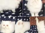 Solid white Persian kitten boy - Persian Kitten For Sale - Pittsburgh, PA, US