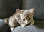 Little One - Domestic Kitten For Sale - Marlboro, CT, US