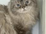 Billy - Persian Cat For Sale - East Providence, RI, US
