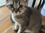 SOJU - Scottish Straight Kitten For Sale - 