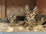 Twin Tiger kittens - American Shorthair Kitten For Sale - Mount Joy, PA, US