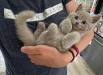 Leo - British Shorthair Kitten For Sale - Monroe, CT, US