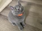 Chip - British Shorthair Kitten For Sale - Monroe, CT, US