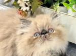 Persian Kittens male and females - Persian Kitten For Sale - The Bronx, NY, US