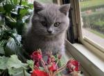 Katrin - British Shorthair Kitten For Sale - Brooklyn, NY, US