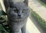 Riki - British Shorthair Kitten For Sale - New York, NY, US