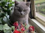 Katrin - Scottish Straight Kitten For Sale - New York, NY, US