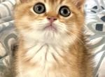 Enchanting Uzzo British Shorthair Kitten - British Shorthair Kitten For Sale - 