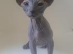 Koco - Sphynx Kitten For Sale - Boston, MA, US