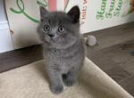 Flip - British Shorthair Kitten For Sale - Monroe, CT, US