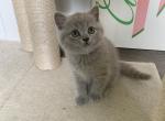 Dusty - British Shorthair Kitten For Sale - Monroe, CT, US