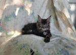 Baby girl - Maine Coon Kitten For Sale - Ashland, OH, US