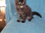 Male - Maine Coon Kitten For Sale - Ashland, OH, US