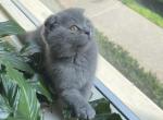 Mariela - Scottish Fold Kitten For Sale - New York, NY, US