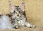 Maine Coon Kittens - Maine Coon Kitten For Sale - Newport, ME, US