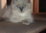 Holly - Ragdoll Kitten For Sale - Seneca, SC, US
