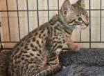 F3 Exotic Boy mr black - Savannah Kitten For Sale - Lakeland, FL, US