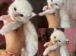 Tica lilac kittens - Ragdoll Kitten For Sale - 