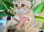 Scottish Fold Golden  Male - Scottish Fold Kitten For Sale - Orlando, FL, US