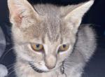 Mimmy - Domestic Kitten For Adoption - Paris, TN, US