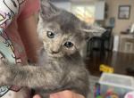 Gray calico - Domestic Kitten For Sale - Auburn, WA, US