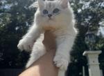 British Kittens - British Shorthair Kitten For Sale - 