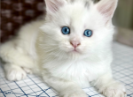 Martini - Maine Coon Kitten For Sale - Marlton, NJ, US