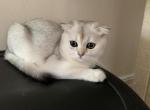 Alex - Scottish Fold Kitten For Sale - Brooklyn, NY, US