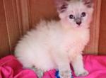 Bluepoint Himalayan girl - Himalayan Kitten For Sale - Walterboro, SC, US
