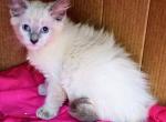 Bluepoint Himalayan girl - Himalayan Kitten For Sale - Walterboro, SC, US