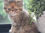 Exotic shorthair tabby female - Exotic Kitten For Sale - Dornsife, PA, US