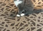 Dahlia and Gucci - Ragamuffin Kitten For Sale - Oklahoma City, OK, US