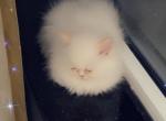 Romeo - Persian Kitten For Sale - Oklahoma City, OK, US