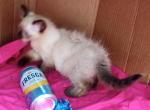 Sealpoint Himalayan girl - Himalayan Kitten For Sale - Walterboro, SC, US