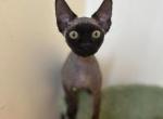 Baby Kevin - Devon Rex Kitten For Sale - 