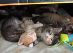 The Normals of Sarah - Domestic Kitten For Sale - Menominee, MI, US