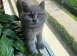 Sonya - British Shorthair Kitten For Sale - Brooklyn, NY, US