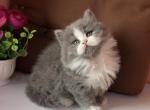 Pako - British Shorthair Kitten For Sale - Los Angeles, CA, US