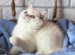 Ola - British Shorthair Kitten For Sale - Los Angeles, CA, US