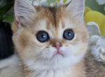 Bella black golden ticked chinchilla ny 25 - British Shorthair Kitten For Sale - Houston, TX, US