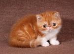 Govard - Exotic Kitten For Sale - Norwalk, CT, US