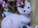 Alex - Sphynx Kitten For Sale - Norwalk, CT, US