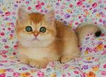 Fistashka golden shaded chinchilla ny 11 - British Shorthair Kitten For Sale - Houston, TX, US