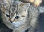 Wilma and her babies - Scottish Straight Kitten For Sale - Eugene, OR, US